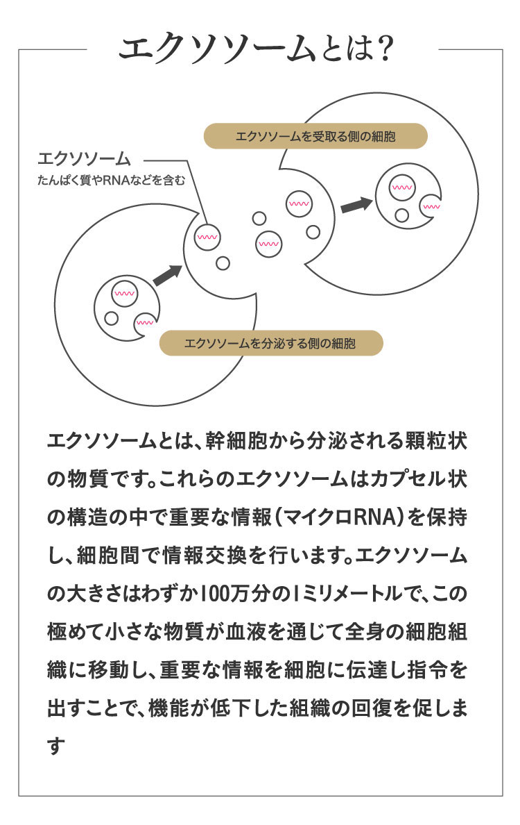 エクソソームとは