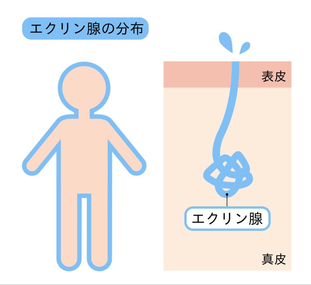 足の裏の多汗症とは？