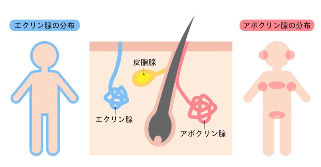 そもそも脇の多汗症とは？